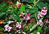 gal/Un_peu_de_poesie/Orchidees/_thb_09.jpg