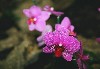 gal/Un_peu_de_poesie/Orchidees/_thb_11.jpg