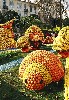 gal/Visites/Fete_des_Citrons/_thb_09.jpg
